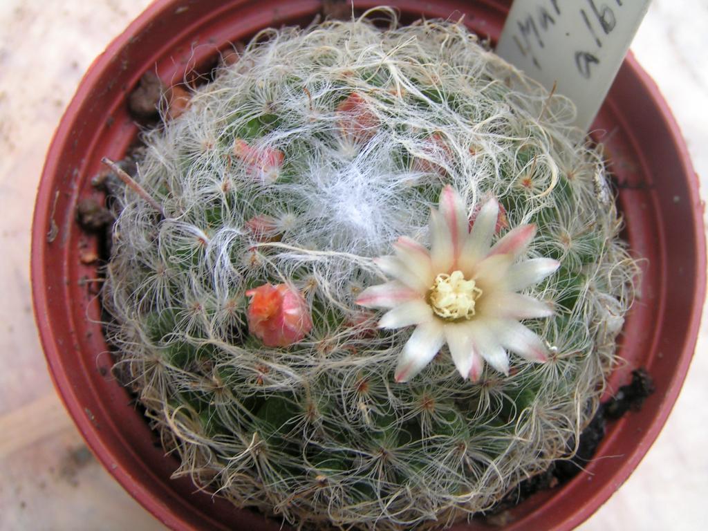 Mammillaria albicoma